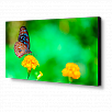 Дисплей для видеостен NEC MultiSync UN492VS: высокое качество картинки, долгий срок службы и простая установка